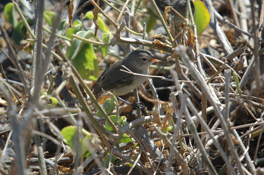 Finch, Warbler, 2004-10313970.JPG - Warbler Finch, Galapagos, 2004